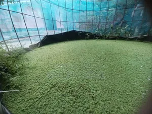 অ্যাজোলা Azzola