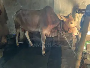 কুরবানি করার জন্য একটি ষাঁড়