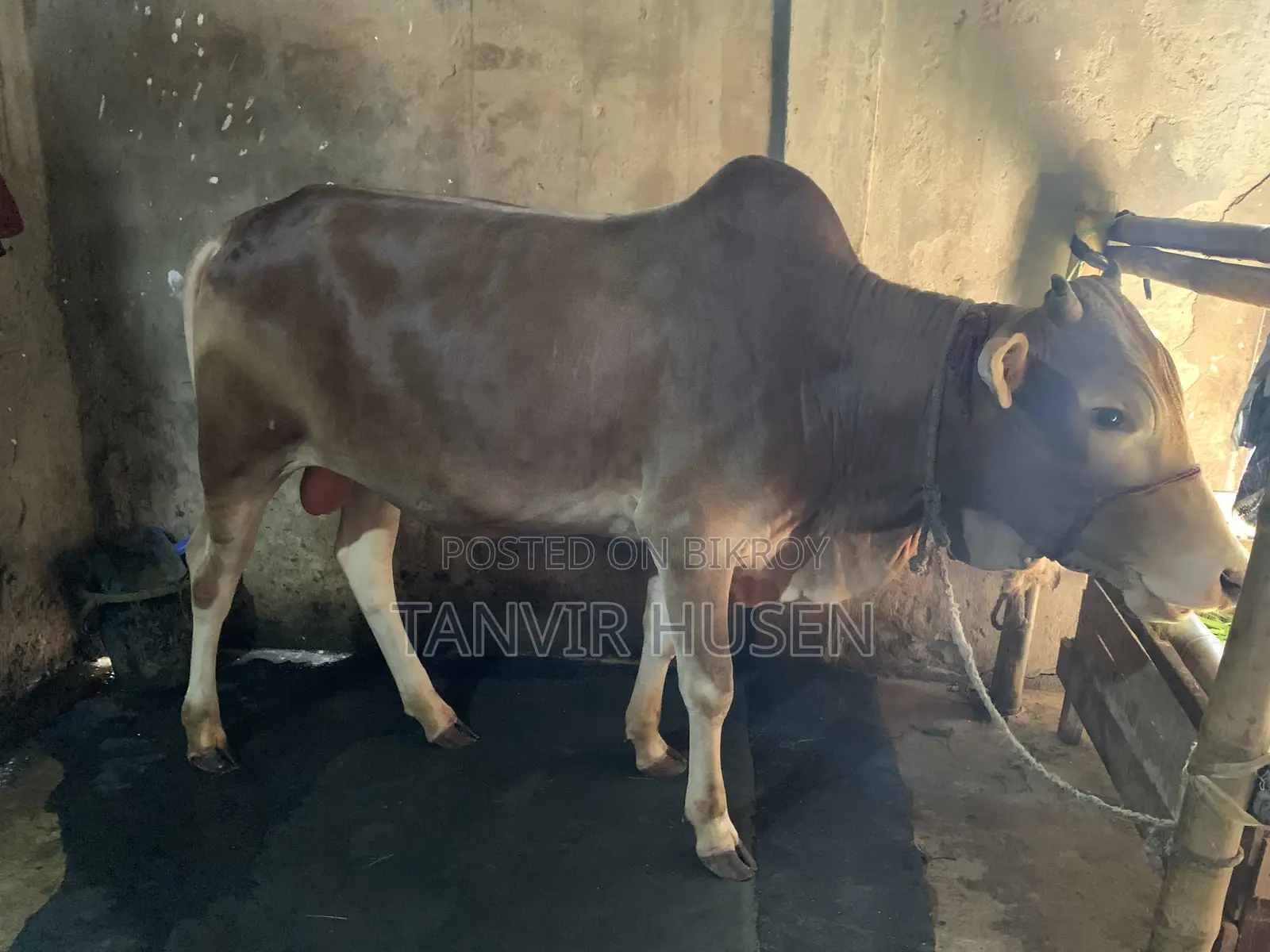 কুরবানি করার জন্য একটি ষাঁড়