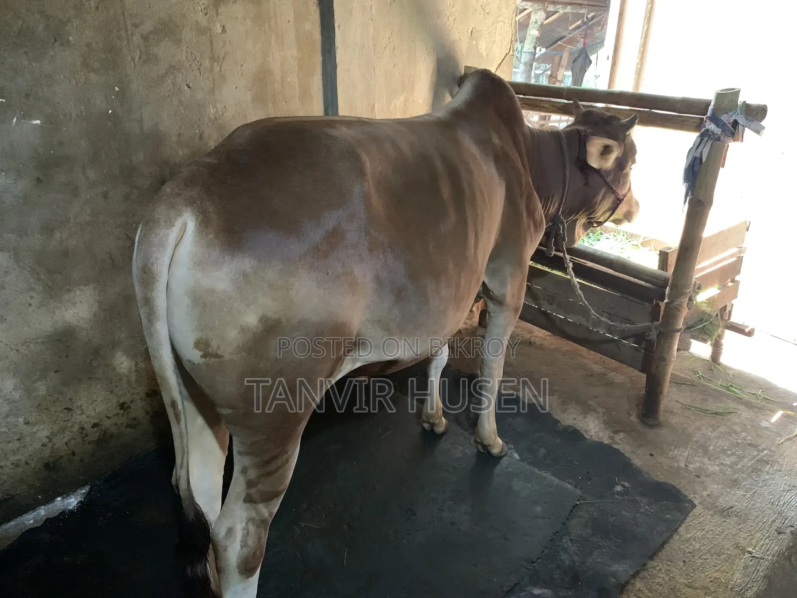 কুরবানি করার জন্য একটি ষাঁড়