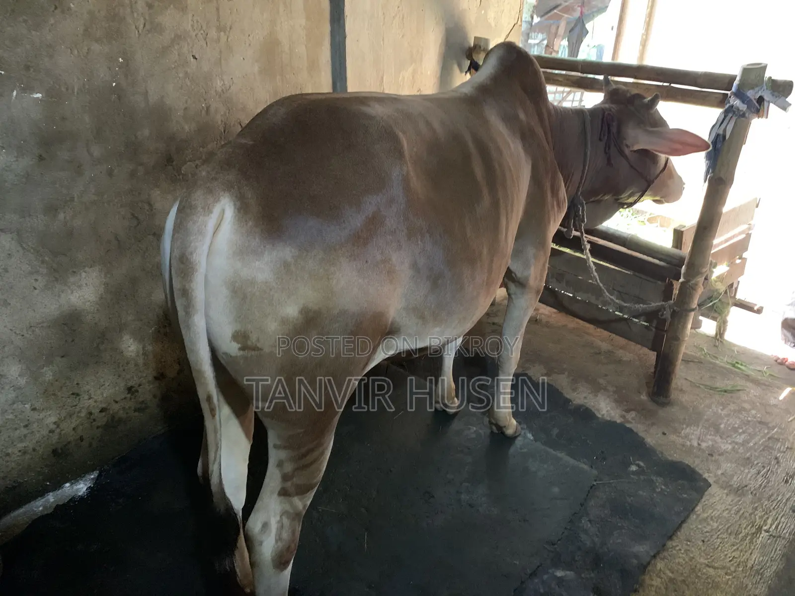 কুরবানি করার জন্য একটি ষাঁড়