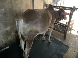 কুরবানি করার জন্য একটি ষাঁড়