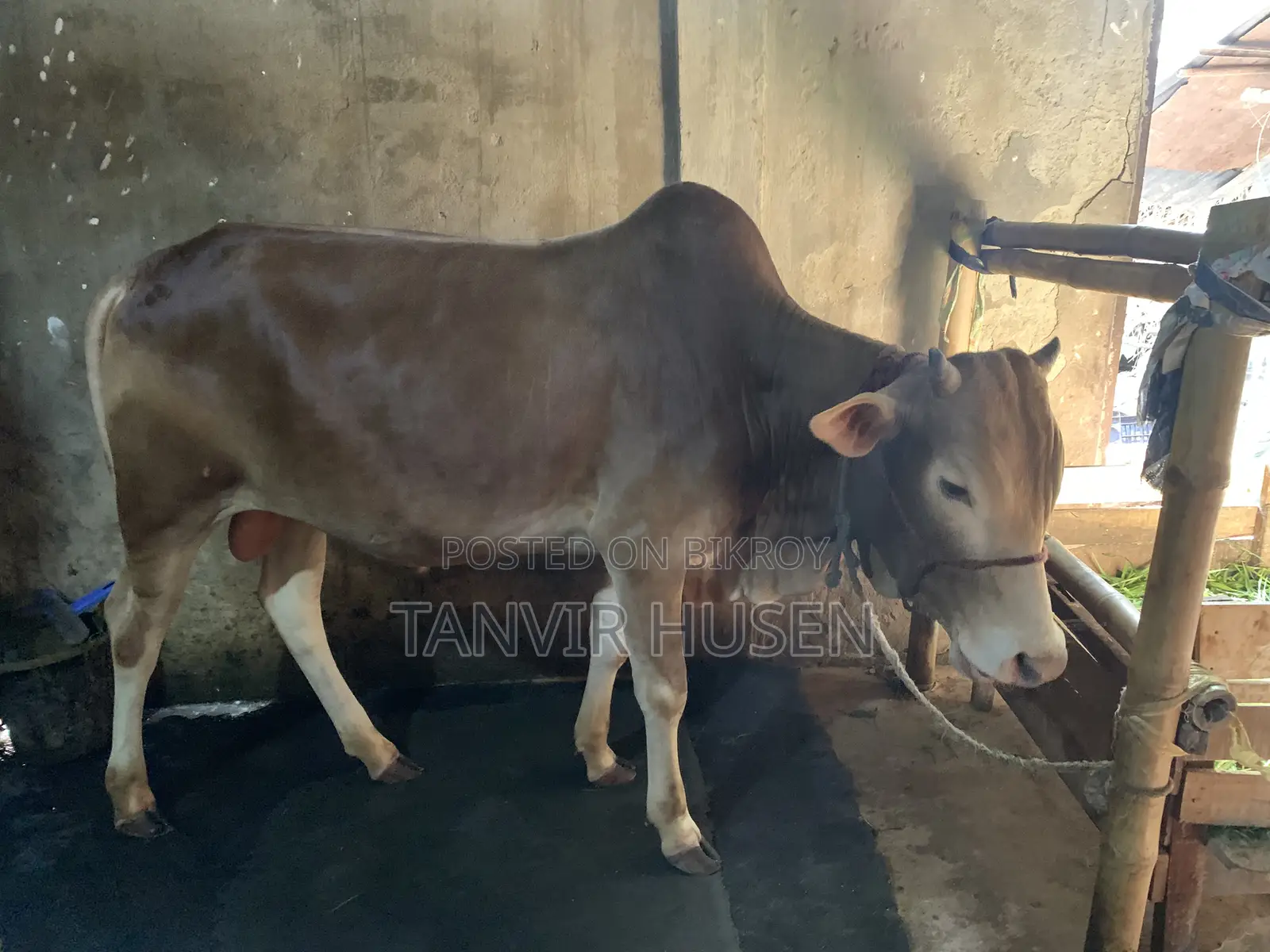 কুরবানি করার জন্য একটি ষাঁড়