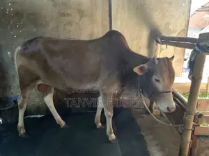 কুরবানি করার জন্য একটি ষাঁড়