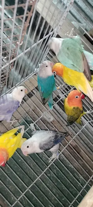 Love Birds, Cockatiel,লাভবার্ডস বিক্রি করা হবে