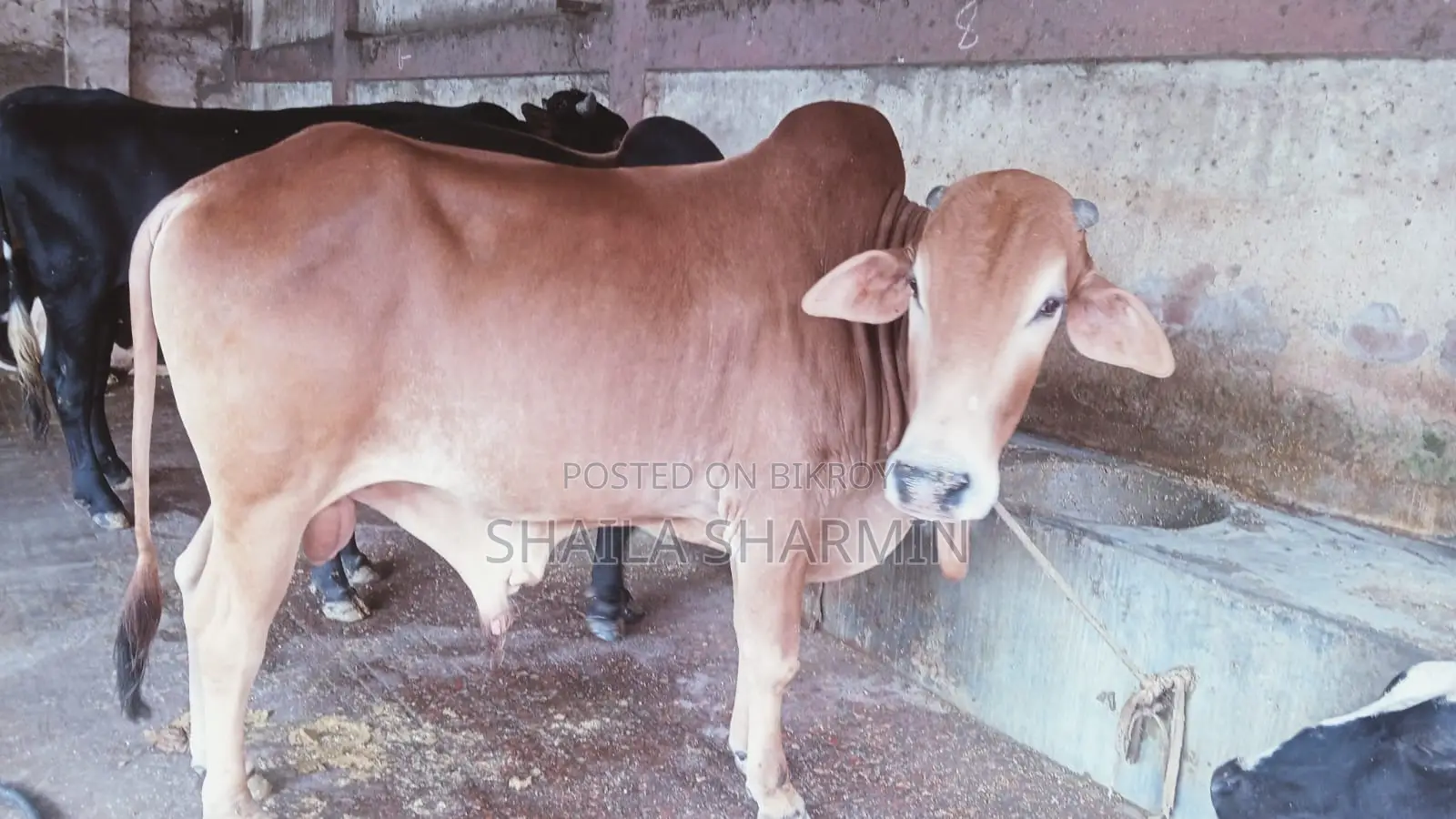 শাহিওয়াল গরু