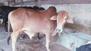 শাহিওয়াল গরু