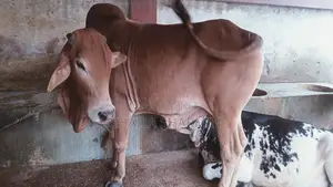 শাহিওয়াল গরু