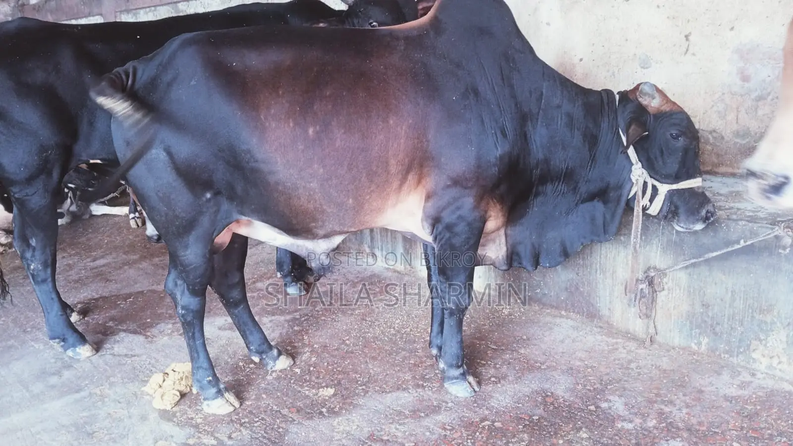 শাহিওয়াল ষাঁড় গরু