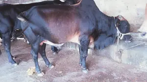 শাহিওয়াল ষাঁড় গরু