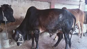 শাহিওয়াল ষাঁড় গরু
