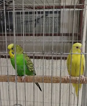 Budgerigar for Sale