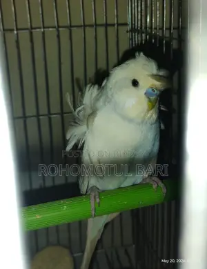 Budgerigar for Sale