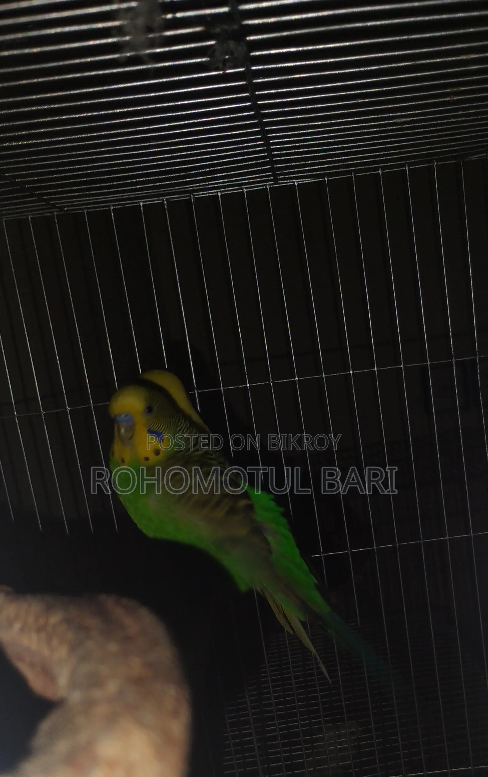 Budgerigar for Sale