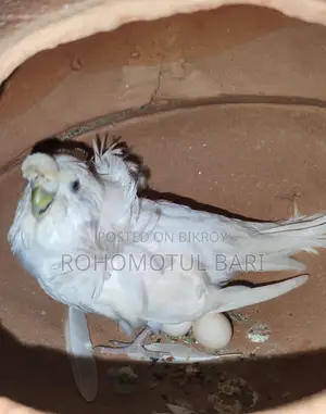 Budgerigar for Sale