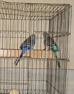 Budgerigar for Sale