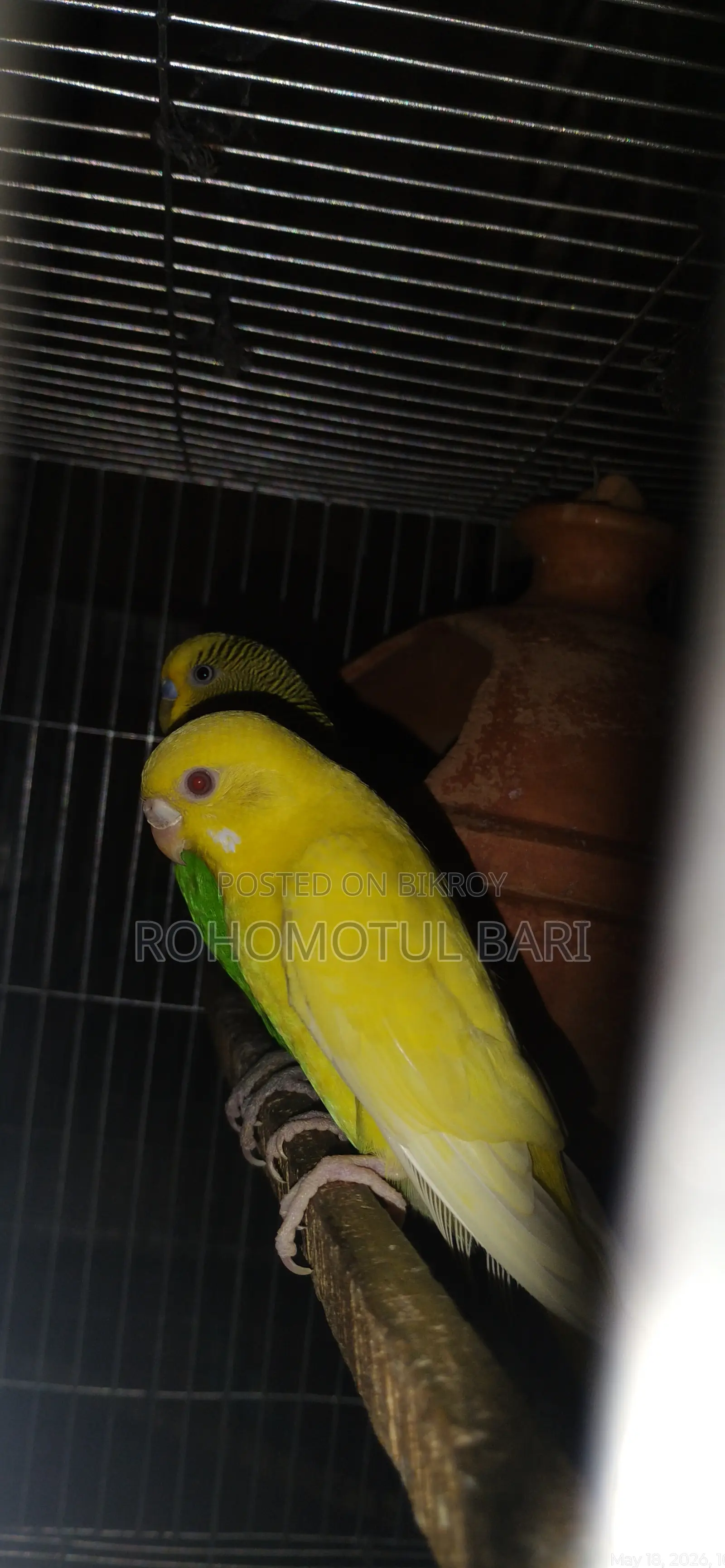Budgerigar for Sale