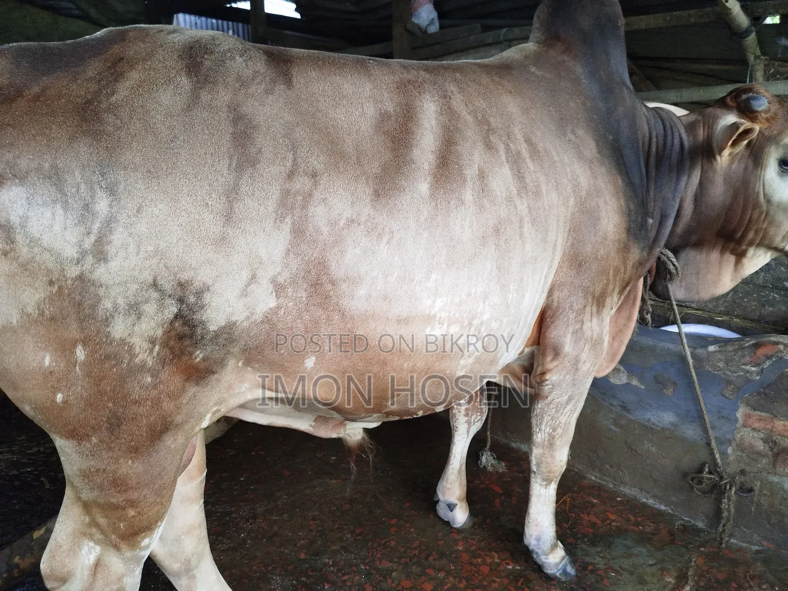 কোরবানির জন্য ষাঁড় গরু