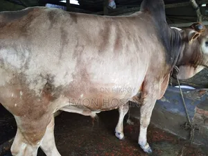 কোরবানির জন্য ষাঁড় গরু