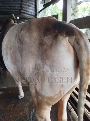কোরবানির জন্য ষাঁড় গরু