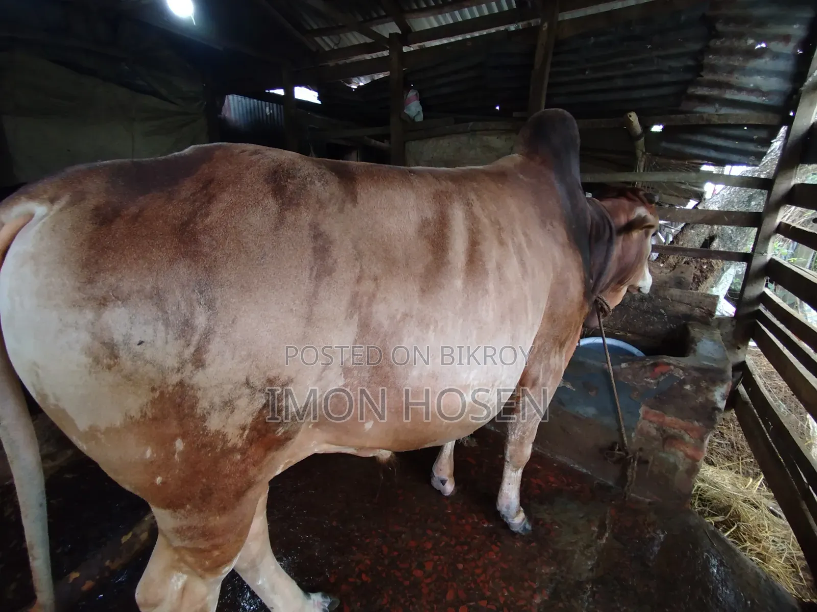 কোরবানির জন্য ষাঁড় গরু