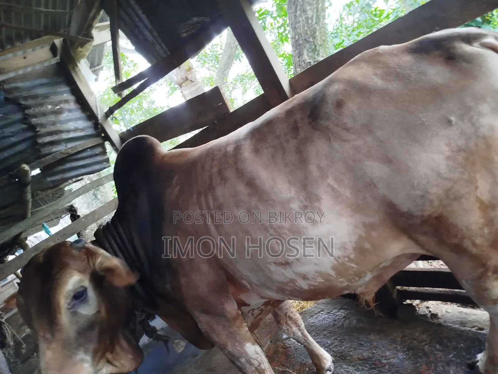 কোরবানির জন্য ষাঁড় গরু