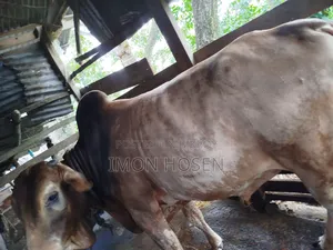 কোরবানির জন্য ষাঁড় গরু
