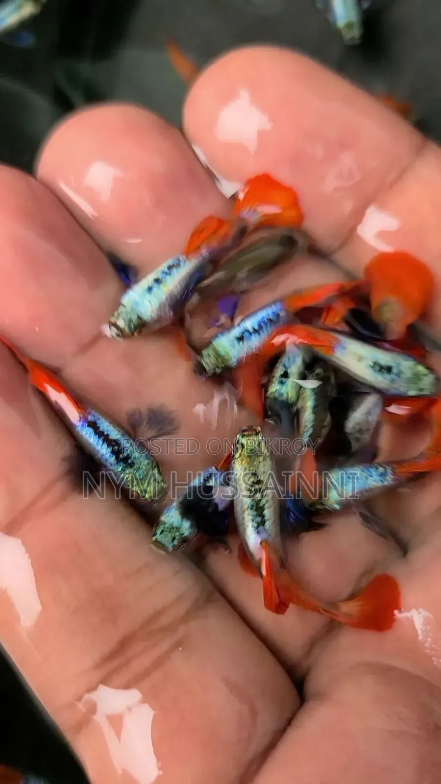 Dumbo Ear Red Tail Guppies(1male+3female=999tk)