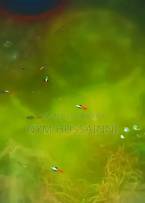 Dumbo Ear Red Tail Guppies(1male+3female=999tk)