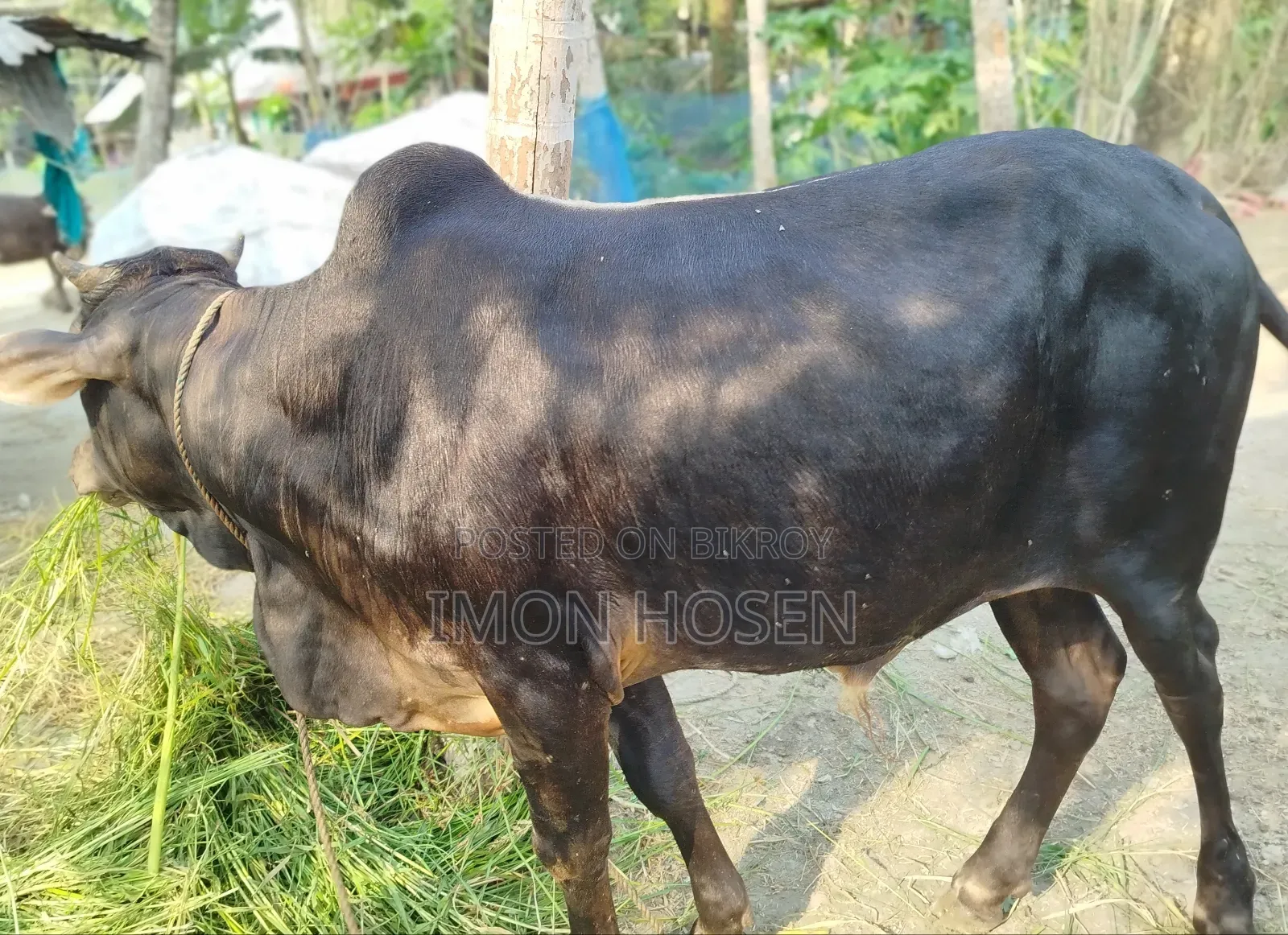 কোরবানির জন্য দেশি ষাঁড় গরু ( ২ টা )