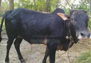 কোরবানির জন্য দেশি ষাঁড় গরু ( ২ টা )