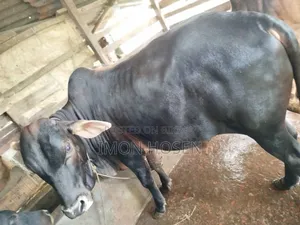 কোরবানির জন্য দেশি ষাঁড় গরু ( ২ টা )