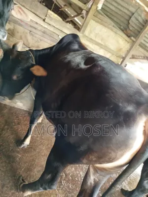 কোরবানির জন্য দেশি ষাঁড় গরু ( ২ টা )