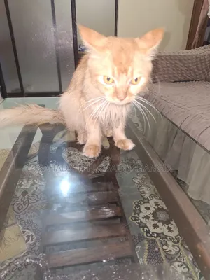 3-6 Months Male Purebred Persian
