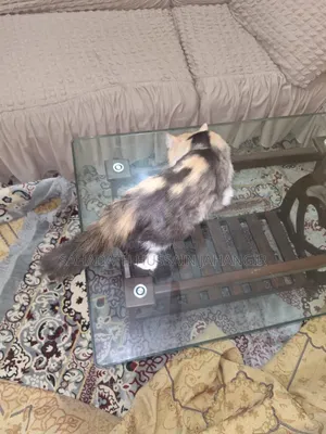 3-6 Months Female Purebred Persian