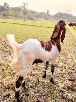 তোতাপুরি জাতের বড় খাসি