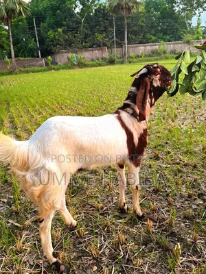 তোতাপুরি জাতের বড় খাসি