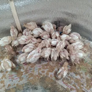 ইউরোপিয়ান কোয়েল পাখির বাচ্চা