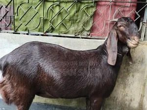 *"কুরবানির ছাগল"*