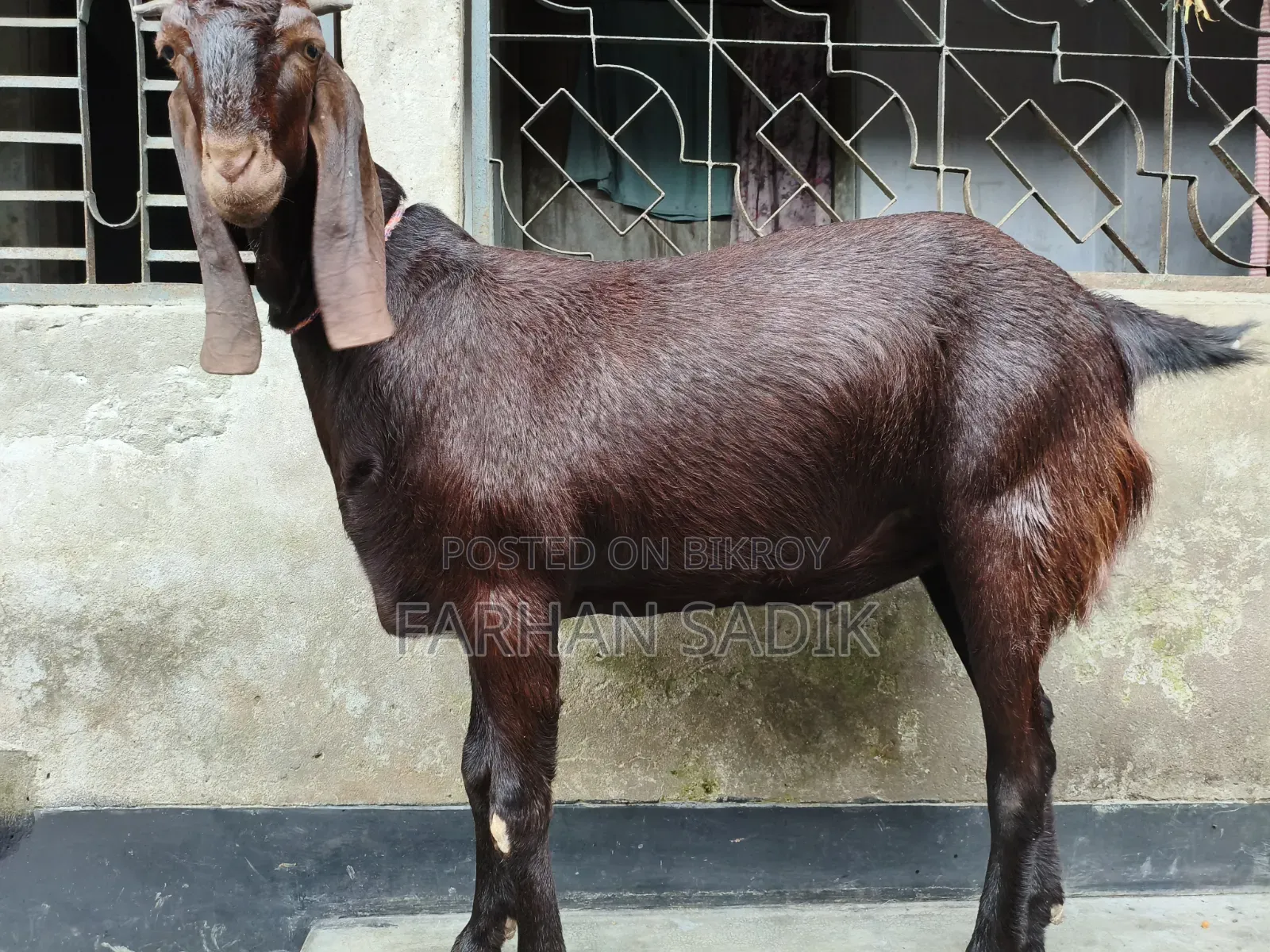 *"কুরবানির ছাগল"*