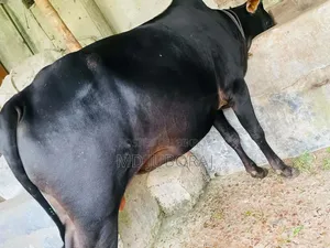 কুরবানির জন্য২ টা গরু বিক্রি হবে। গরু ২ টি পুরো দেসি।