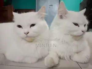 1+ Year Female Purebred Persian