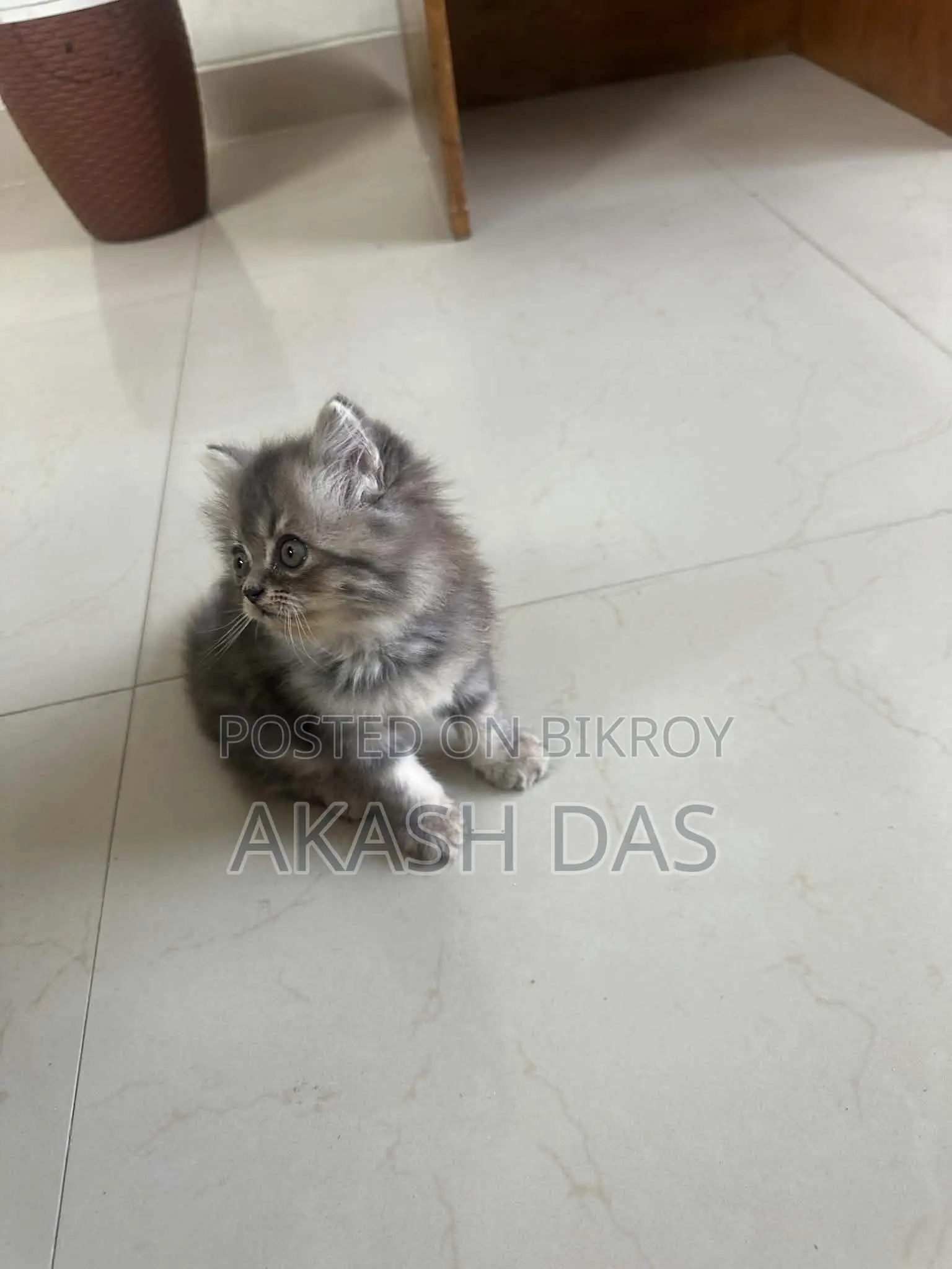 ১-৩ মাস বয়সী ফিমেল পিওর পার্সিয়ান বিড়ালছানা