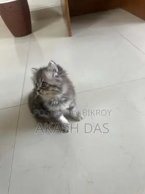 1-3 Months Female Purebred Persian