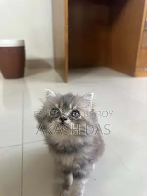 ১-৩ মাস বয়সী ফিমেল পিওর পার্সিয়ান বিড়ালছানা