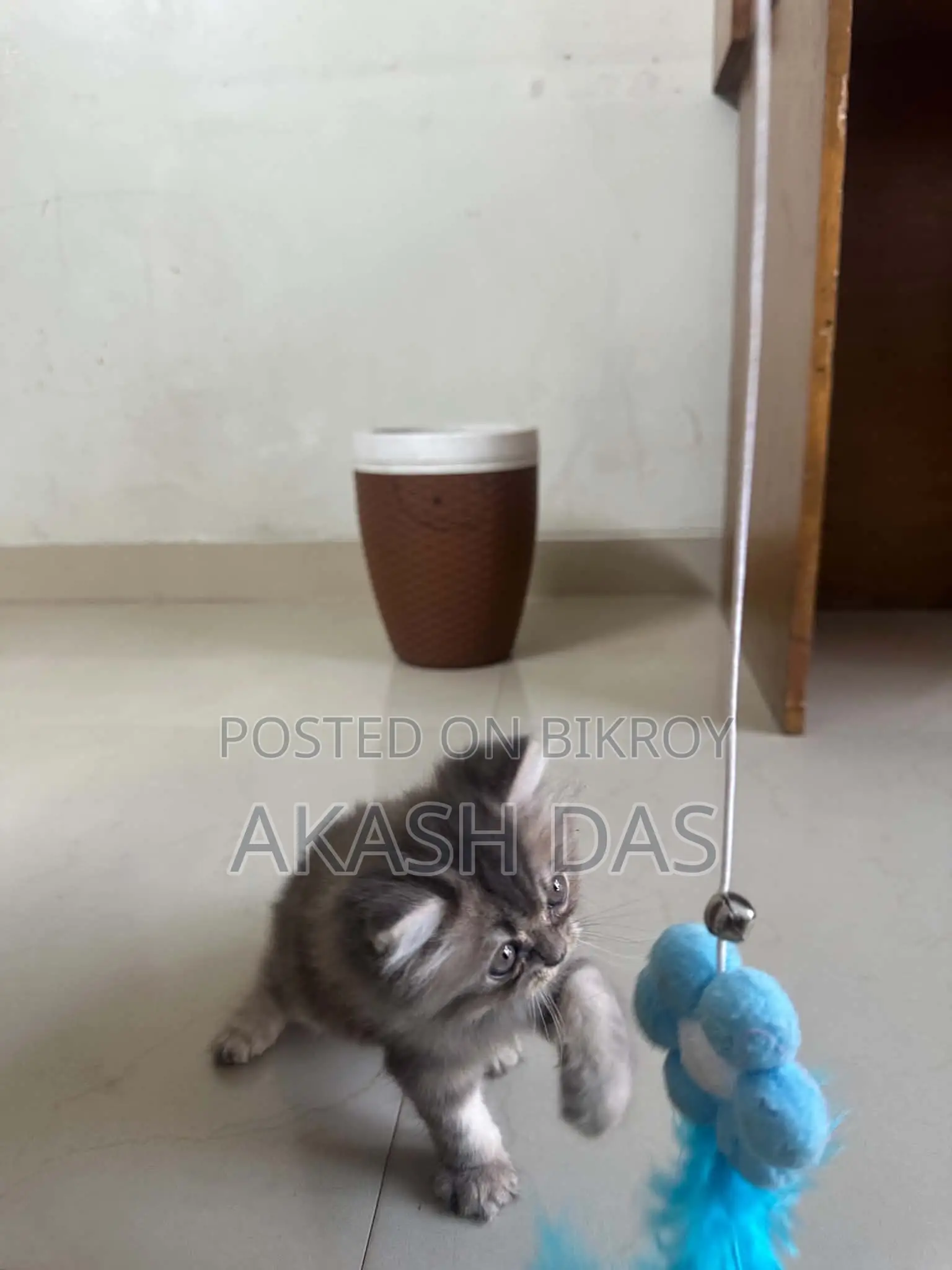 ১-৩ মাস বয়সী ফিমেল পিওর পার্সিয়ান বিড়ালছানা