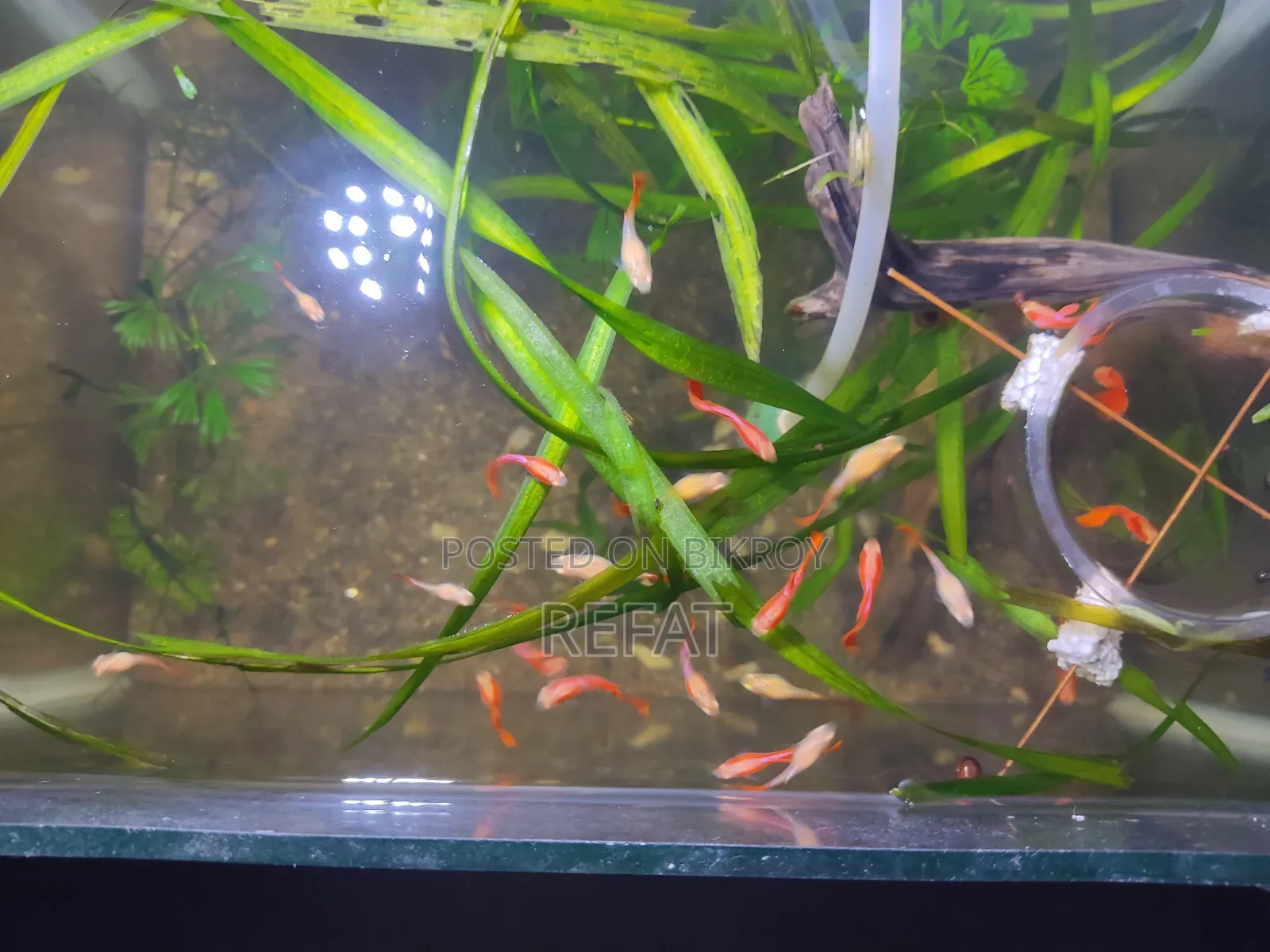Albino Full Red Guppy Fish for Sale