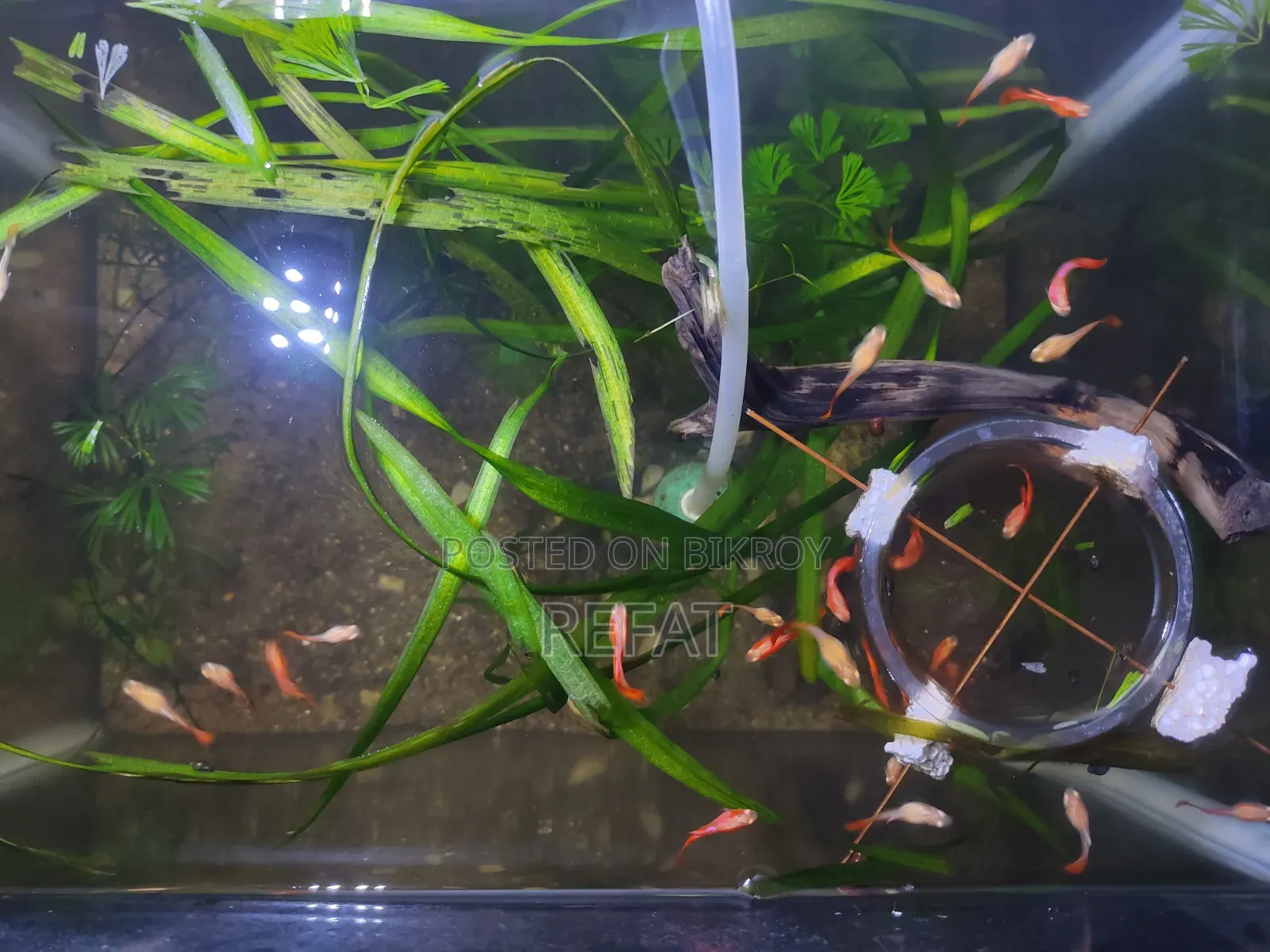 Albino Full Red Guppy Fish for Sale
