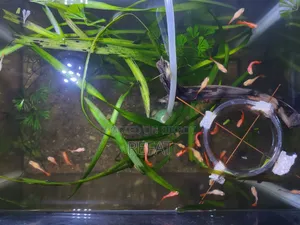 Albino Full Red Guppy Fish for Sale