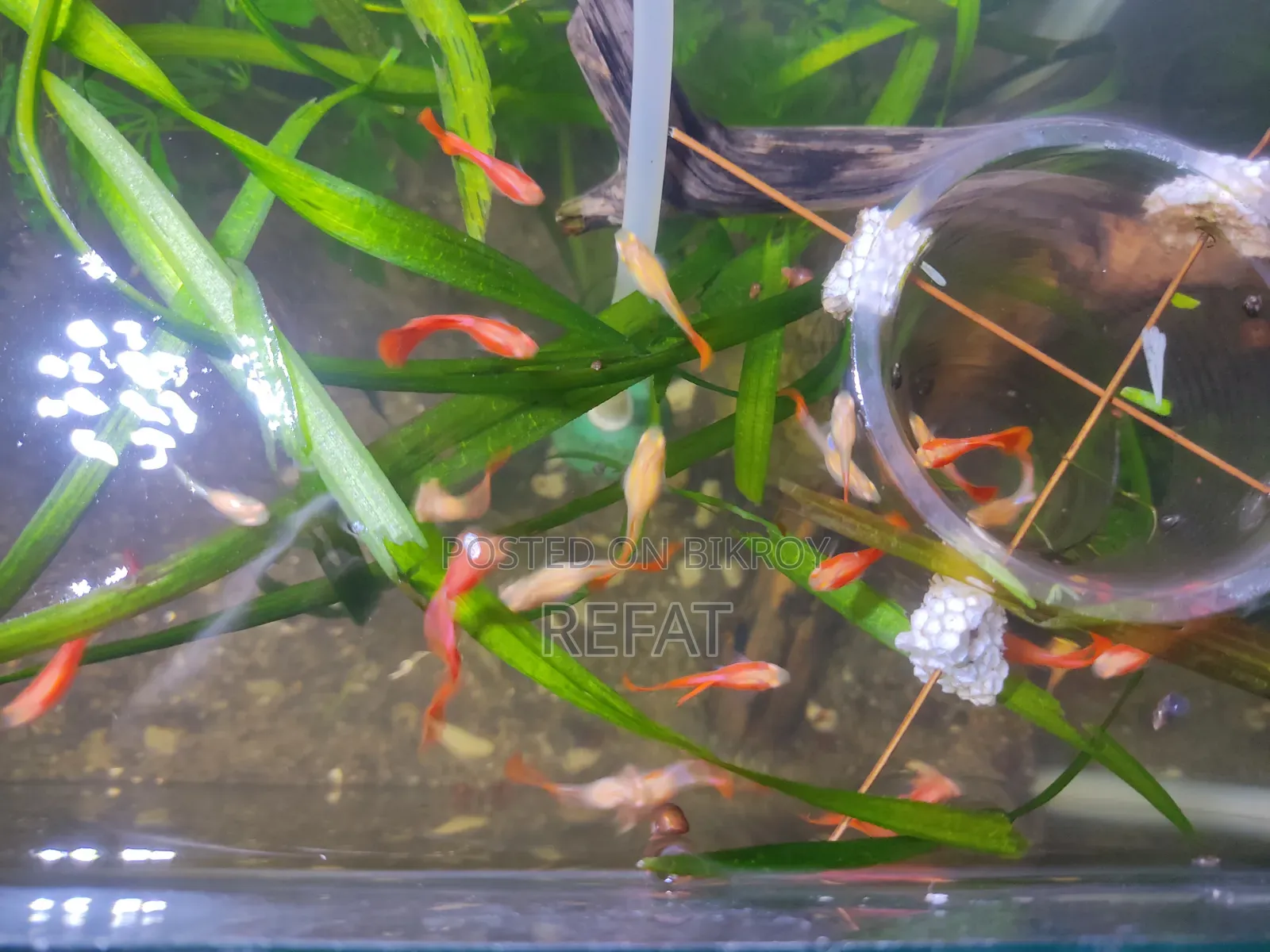 Albino Full Red Guppy Fish for Sale
